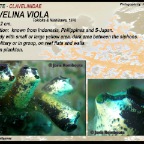 Clavelina viola - Clavelinidae