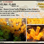 Clavelina  flava - Clavelinidae