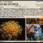 Clavelina detorta - Clavelinidae