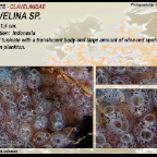 Clavelina sp.3 - Clavelinidae