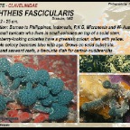 Nephtheis fascicularis- Clavelinidae