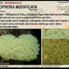Perophora modificata - Perophoridae