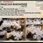 Ecteinascidia bandaensis - Perophoridae