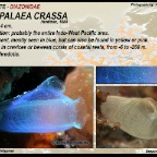 Rhopalaea  crassa - Diazonidae