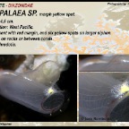 Rhopalaea sp. - Diazonidae