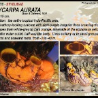 Polycarpa aurata - Styelidae