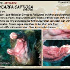 Polycarpa captiosa - Styelidae