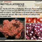 Eusynstyela latericius - Styelidae