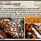 Botrylloides leachii - Styelidae