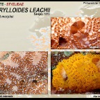 Botrylloides leachii_2