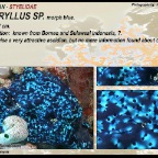 Botryllus sp. - Styelidae