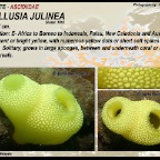 Phalussia julinea - Ascidiidae