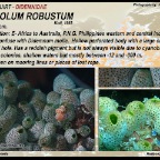 Atriolum robustum - Didemnidae