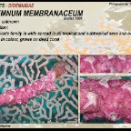Didemnum membranaceum - Didemnidae