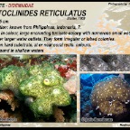 Leptoclinides  reticulatus - Didemnidae