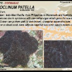 Lissoclinum patella - Didemnidae