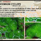 Trididemnum cyclops - Didemnidae