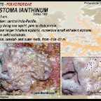 Exostoma ianthinum - Polycitoridae