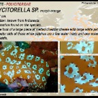 Polycitorella sp. - Polycitoridae