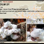 Aplidium sp.1 - Polyclinidae