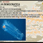 Thalia  democratia - Salpidae