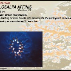 Cyclosalpa affinis - Salpidae