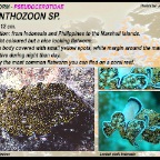 Acanthozoon  sp. - Pseudocerotidae