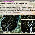 Thysanozoon nigropapillosum - Pseudocerotidae