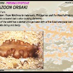 Maiazoon orsaki - Pseudocerotidae