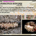 Pseudobiceros bedfordi - Pseudocerotidae