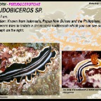 Pseudobiceros sp. - Pseudocerotidae