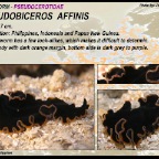 Pseudobiceros affinis - Pseudocerotidae