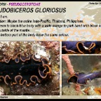 Pseudobiceros gloriosus - Pseudocerotidae
