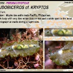 Pseudobiceros cf. kryptos - Pseudocerotidae