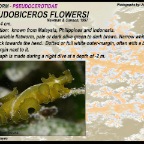 Pseudobiceros flowersi - Pseudocerotidae