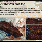 Pseudobiceros pardalis - Pseudocerotidae