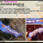 Pseudoceros bifurcus - Pseudocerotidae