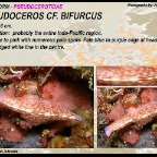 Pseudoceros cf bifurcus - Pseudocerotidae