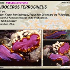 Pseudoceros ferrugineus - Pseudocerotidae