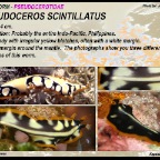 Pseudoceros scintillatus - Pseudocerotidae