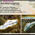 Pseudoceros scriptus - Pseudocerotidae