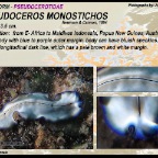 Pseudoceros monostichos - Pseudocerotidae