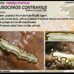 Pseudoceros contrarius - Pseudocerotidae
