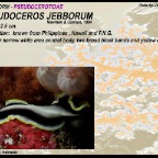 Pseudoceros jebborum - pseudocerotidae