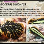 Pseudoceros dimidiatus - Pseudocerotidae