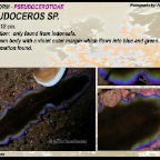 Pseudoceros sp1 - Pseudocerotidae
