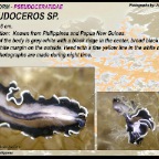 Pseudoceros sp3 - Pseudocerotidae