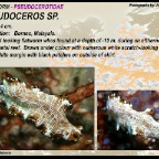 Pseudoceros sp4 - Pseudocerotidae