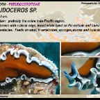 Pseudoceros sp5 - Pseudocerotidae