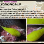 Prolecithophora sp -Pseudostomidae